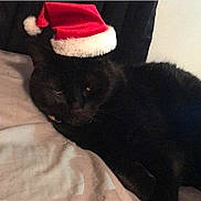 Alvin is registered to the contest to win money with this photo: black_cat, cat, santa_hat, holiday, pet, animal, feline, indoor, resting, blanket, cute, cozy, sleepy, fur, mammal, whiskers, domestic_animal, relaxing, soft, christmas