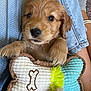 puppy, dog, toy, bone_shaped_toy, fur, paw, denim, jeans, lap, cuddling, cute, pet, indoor, cozy, sock, yellow, blue, brown, soft, animal