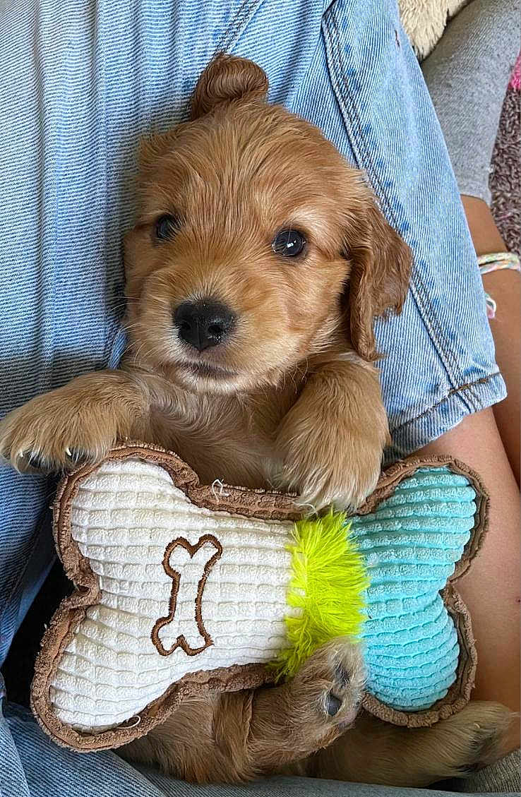 Koda participe au concours pour gagner de l'argent avec cette photo : puppy, dog, toy, bone_shaped_toy, fur, paw, denim, jeans, lap, cuddling, cute, pet, indoor, cozy, sock, yellow, blue, brown, soft, animal
