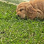 puppy, dog, golden_retriever, sleeping, grass, outdoor, nature, pet, fur, cute, animal, resting, peaceful, young_dog, mammal, close_up, head, nose, ear, calm