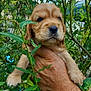 Koda a rejoint le concours — aidez-le/la à gagner de superbes lots ! puppy, dog, golden_retriever, pet, animal, cute, leaf, branch, greenery, hand, outdoor, nature, fur, young, mammal, closeup, adorable, holding, portrait, expression