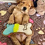 Koda a rejoint le concours — aidez-le/la à gagner de superbes lots ! puppy, golden_retriever, sleeping, toy, bone_shaped_toy, plush_toy, teddy_bear, rug, paw_print, indoor, cute, cozy, pet, animal, fur, paw, relaxed, adorable, young_dog, resting