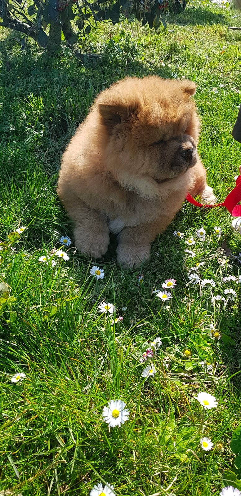 Seth participe au concours pour gagner de l'argent avec cette photo : camomile, carnivore, companion_dog, dog, dog_breed, fawn, felidae, flower, german_spitz, german_spitz_klein, grass, green, groundcover, lawn, people_in_nature, plant, snout, spitz, toy_dog, whiskers