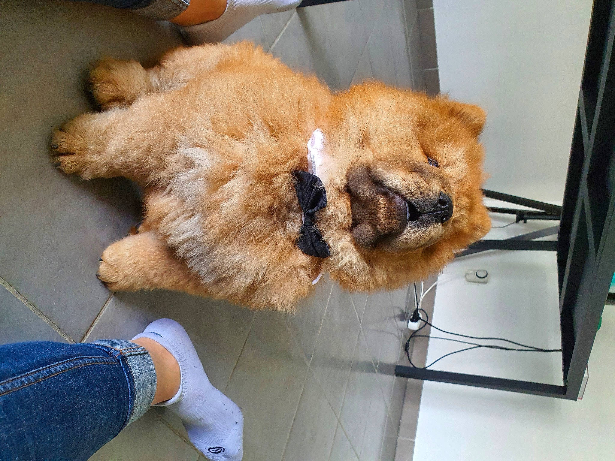 Seth a rejoint le concours — aidez-le/la à gagner de superbes lots ! canidae, carnivore, claw, comfort, companion_dog, dog_breed, electric_blue, fawn, felidae, flooring, fur, paw, puppy, small_to_medium_sized_cats, snout, sporting_group, stuffed_toy, tail, toy, whiskers