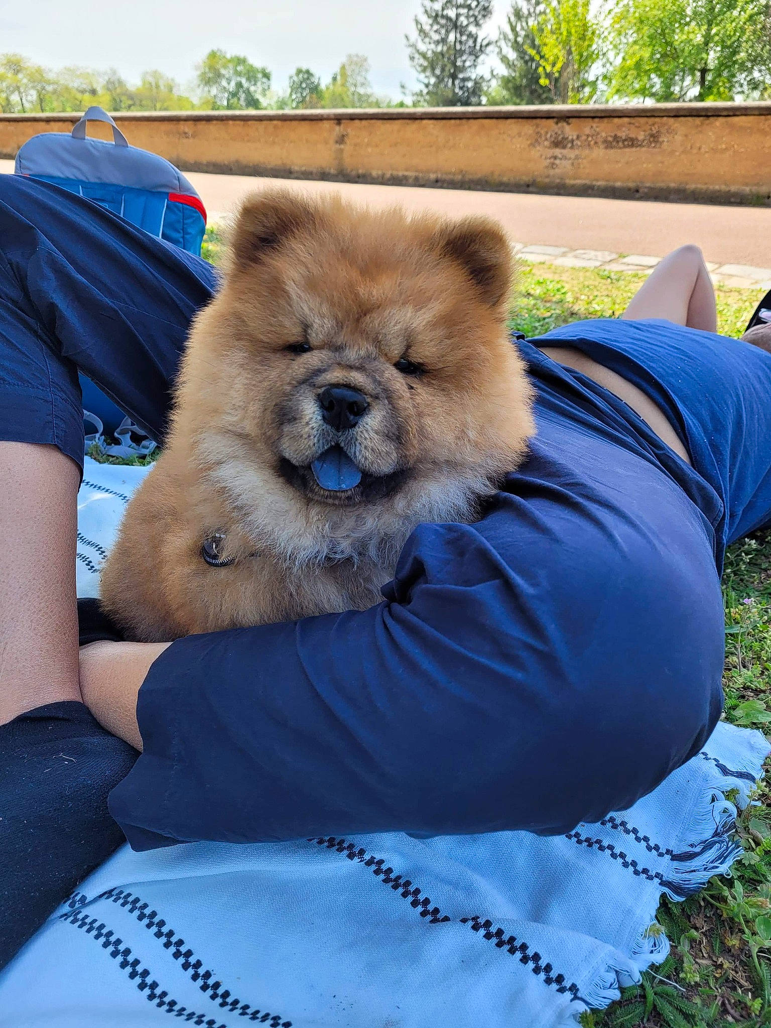 Seth participe au concours pour gagner de l'argent avec cette photo : blue, carnivore, chow_chow, companion_dog, dog, dog_breed, electric_blue, fawn, felidae, fur, german_spitz_mittel, grass, mammal, plant, sky, snout, spitz, terrestrial_animal, tree, working_animal