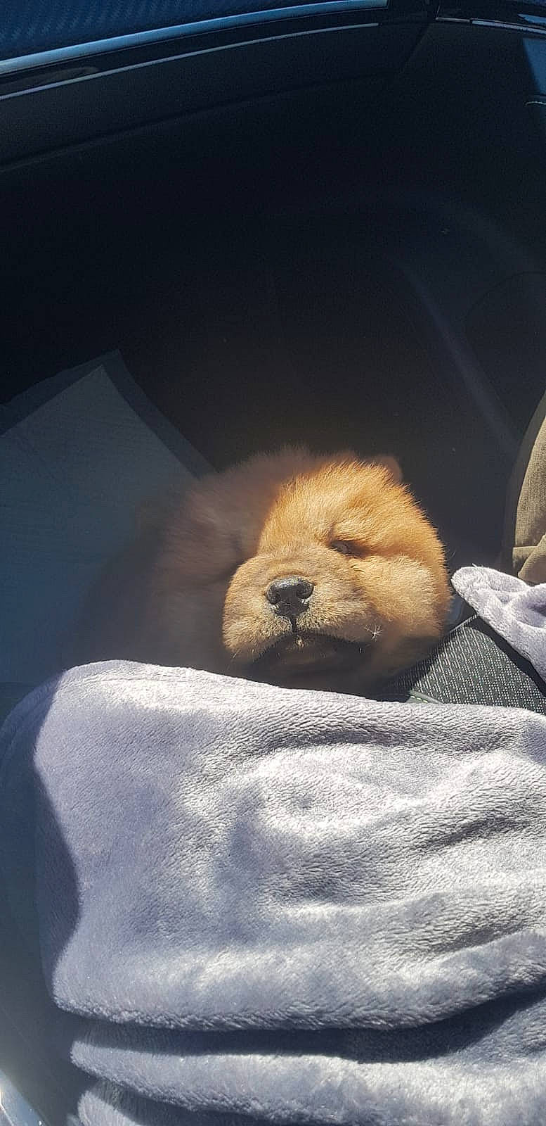 Seth participe au concours pour gagner de l'argent avec cette photo : canidae, carnivore, claw, cloud, comfort, companion_dog, dog_breed, fawn, felidae, fur, linens, nap, paw, small_to_medium_sized_cats, sporting_group, terrestrial_animal, tints_and_shades, toy, whiskers, wildlife