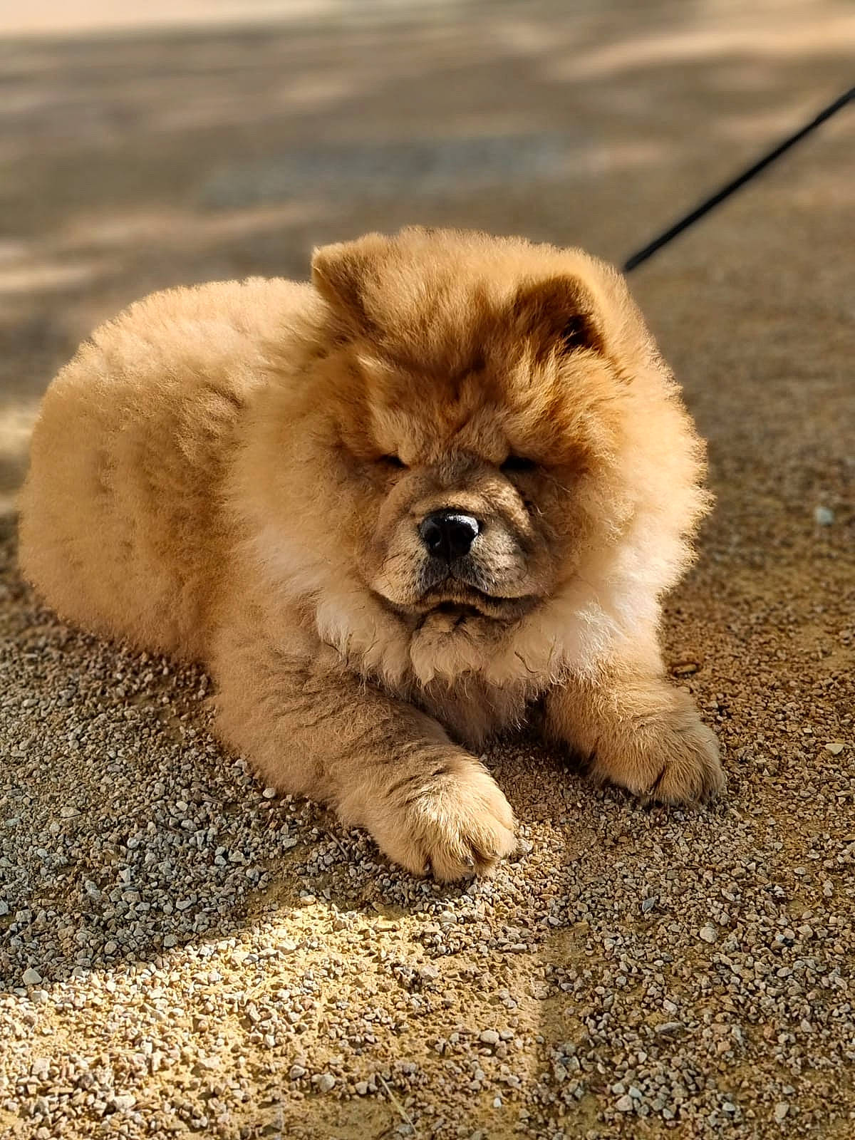 Seth participe au concours pour gagner de l'argent avec cette photo : ancient_dog_breeds, canidae, carnivore, companion_dog, dog, dog_breed, fawn, fur, german_spitz, german_spitz_klein, paw, road_surface, snout, soil, sporting_group, terrestrial_animal, toy_dog, whiskers, wildlife, working_animal