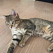 Athena a rejoint le concours — aidez-le/la à gagner de superbes lots ! kitten, tabby, cat, animal, pet, feline, fur, whiskers, table, wood, indoor, cute, laying, relaxed, eyes, ears, paws, striped, young, mammal