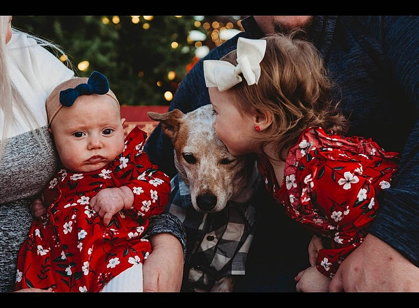 Annalyse is registered to the contest to win money with this photo: canidae, carnivore, child, christmas, companion_dog, dog, dog_breed, event, fawn, flash_photography, fun, fur, happy, headwear, holiday, person, sitting, snapshot, snout, sporting_group