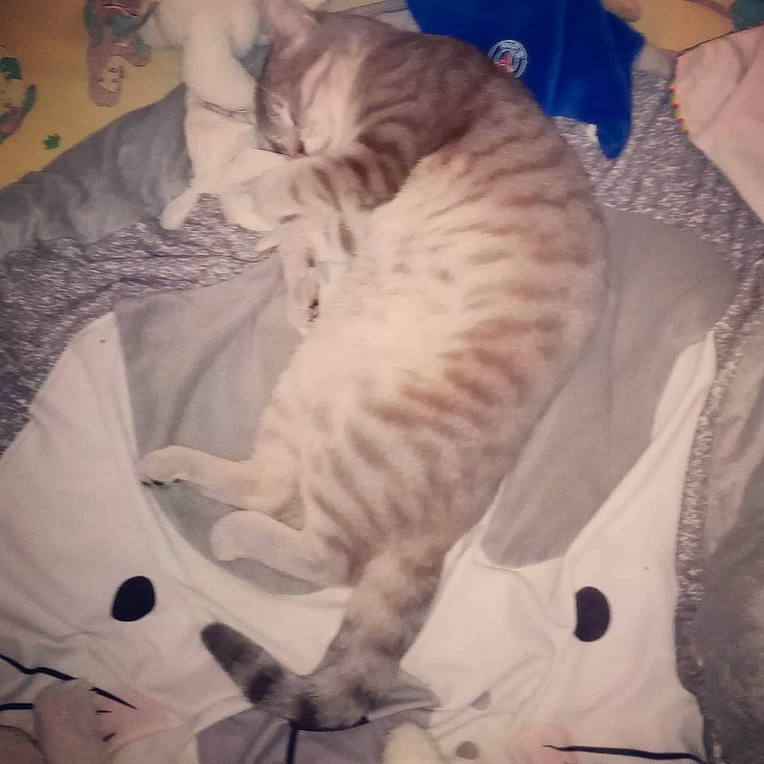 Pirate a rejoint le concours — aidez-le/la à gagner de superbes lots ! carnivore, cat, egyptian_mau, european_shorthair, felidae, fur, kitten, ocicat, small_to_medium_sized_cats, tail, whiskers