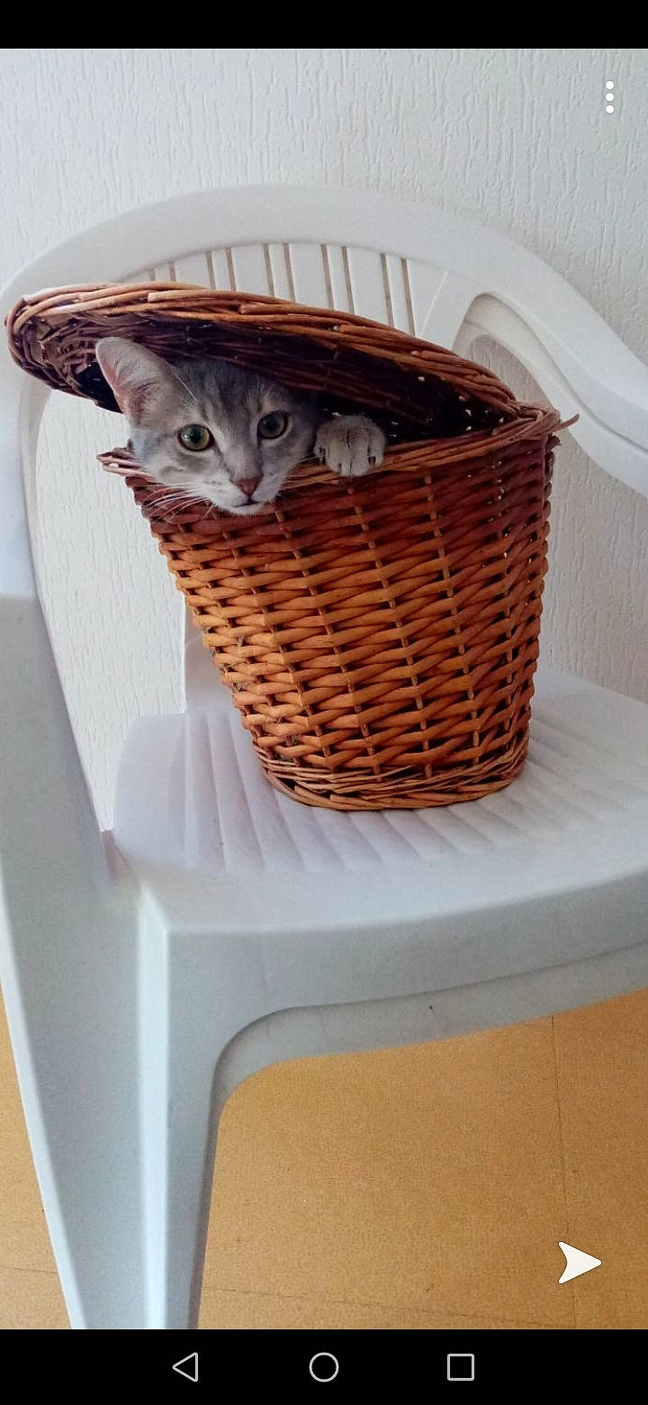 Pirate a rejoint le concours — aidez-le/la à gagner de superbes lots ! abyssinian, carnivore, cat, cat_bed, cat_furniture, domestic_short_haired_cat, european_shorthair, fawn, felidae, ocicat, oriental_shorthair, small_to_medium_sized_cats, whiskers, wicker