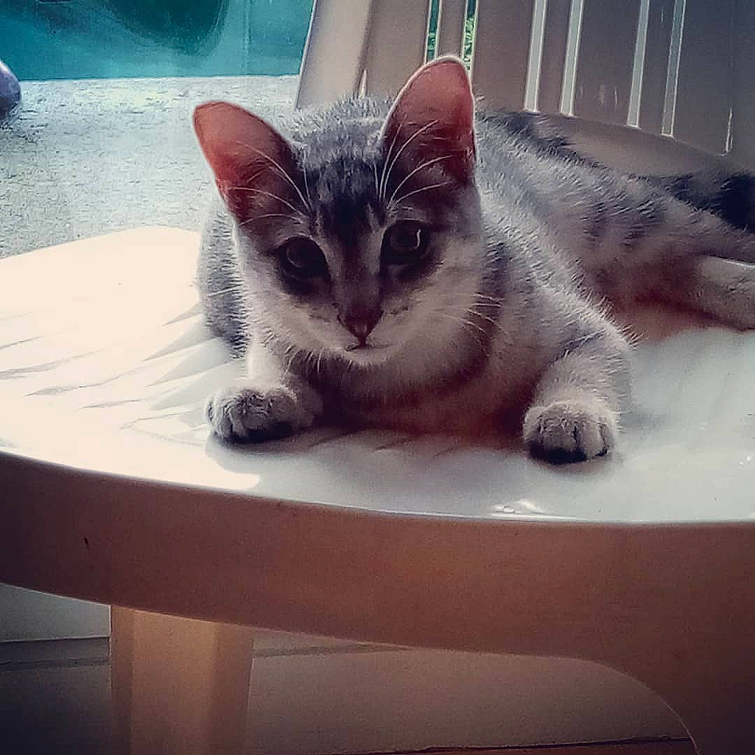 Pirate a rejoint le concours — aidez-le/la à gagner de superbes lots ! aegean_cat, asian, carnivore, cat, domestic_short_haired_cat, ear, european_shorthair, eye, felidae, kitten, mammal, nose, ojos_azules, polydactyl_cat, small_to_medium_sized_cats, snapshot, snout, tabby_cat, tail, whiskers