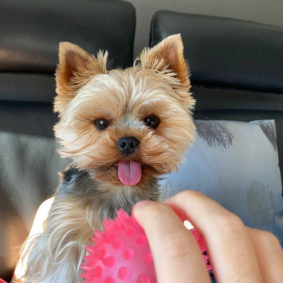 Nala