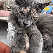 Constance participe au concours pour gagner de l'argent avec cette photo : animal, blanket, cat, claws, close_up, cuddling, ears, eyes, face, feline, fur, gray_cat, hand, home, indoor, paw, pet, portrait, sleepy, whiskers