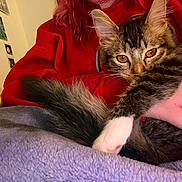 Starfire is registered to the contest to win money with this photo: cat, kitten, tabby, pet, animal, furry, cute, indoor, blanket, red_hoodie, human_hand, ring, cozy, resting, closeup, fur, whiskers, eyes, wall_photos, soft_lighting
