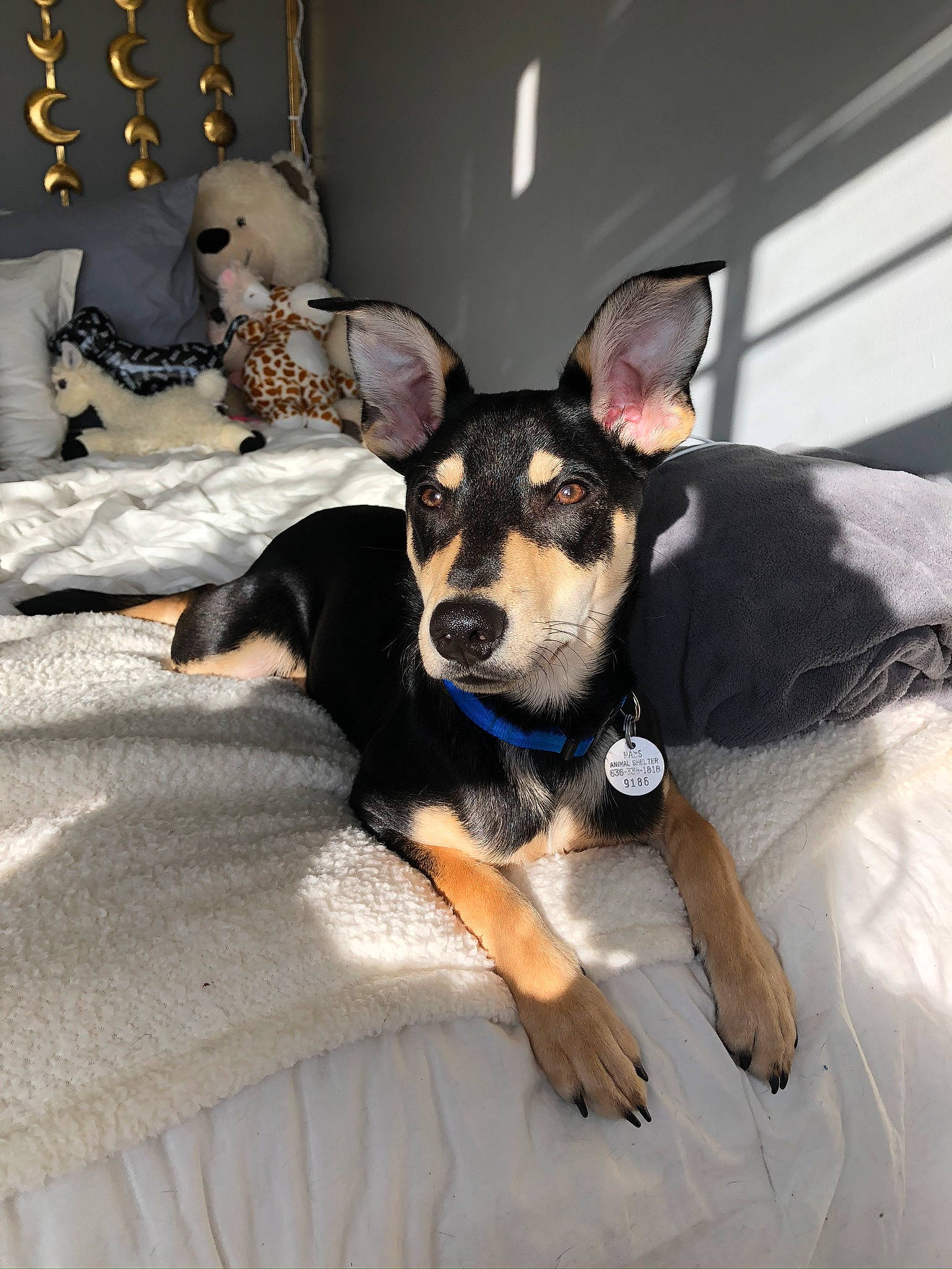 Acorn is registered to the contest to win money with this photo: australian_kelpie, canidae, carnivore, dog, dog_breed, ear, english_toy_terrier, fawn, feist, mammal, miniature_pinscher, paw, prazsky_krysarik, puppy, rat_terrier, snout, sporting_group, teddy_roosevelt_terrier, toy_dog, vertebrate
