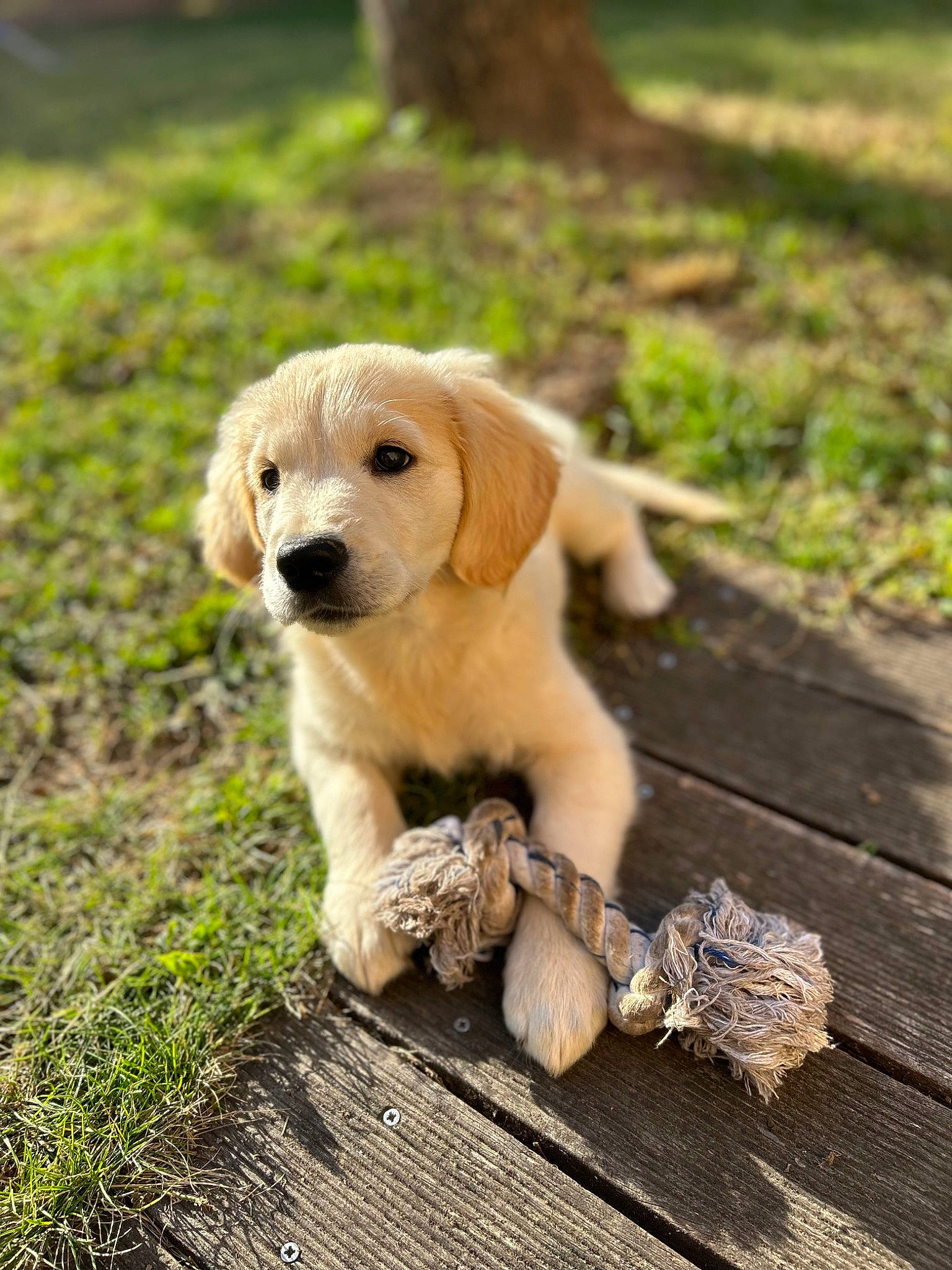 Rio a rejoint le concours — aidez-le/la à gagner de superbes lots ! canidae, carnivore, companion_dog, dog, dog_breed, fawn, forest, grass, labrador_retriever, mushroom, plant, retriever, snout, soil, sporting_group, tail, terrestrial_animal, tree, wood, working_animal