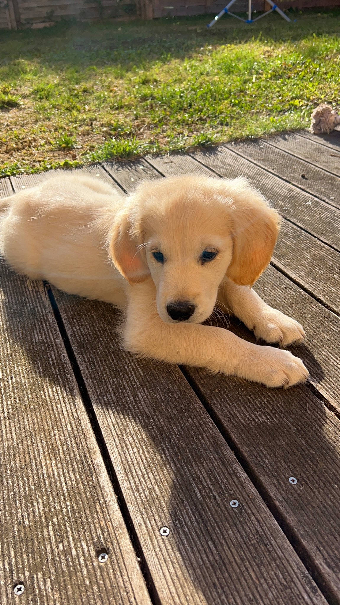 Rio a rejoint le concours — aidez-le/la à gagner de superbes lots ! canidae, carnivore, companion_dog, dog, dog_breed, fawn, flooring, golden_retriever, hardwood, labrador_retriever, lumber, plank, puppy, snout, sporting_group, tail, terrestrial_animal, wood, wood_stain, working_animal