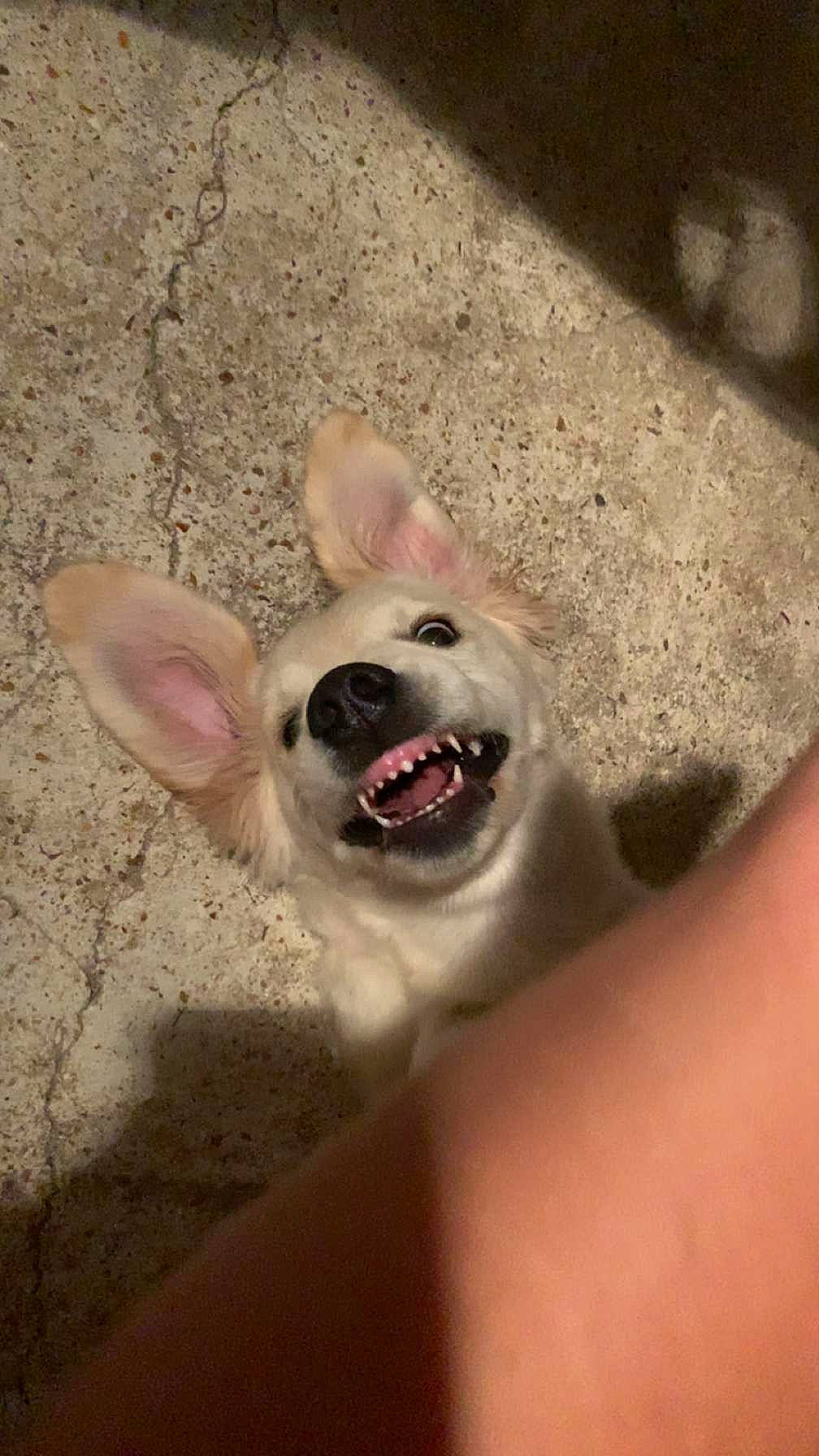 Rio a rejoint le concours — aidez-le/la à gagner de superbes lots ! carnivore, companion_dog, dog_breed, ear, eye, fang, fawn, finger, foot, gesture, happy, jaw, mammal, paw, shout, smile, snout, terrestrial_animal, tooth, whiskers