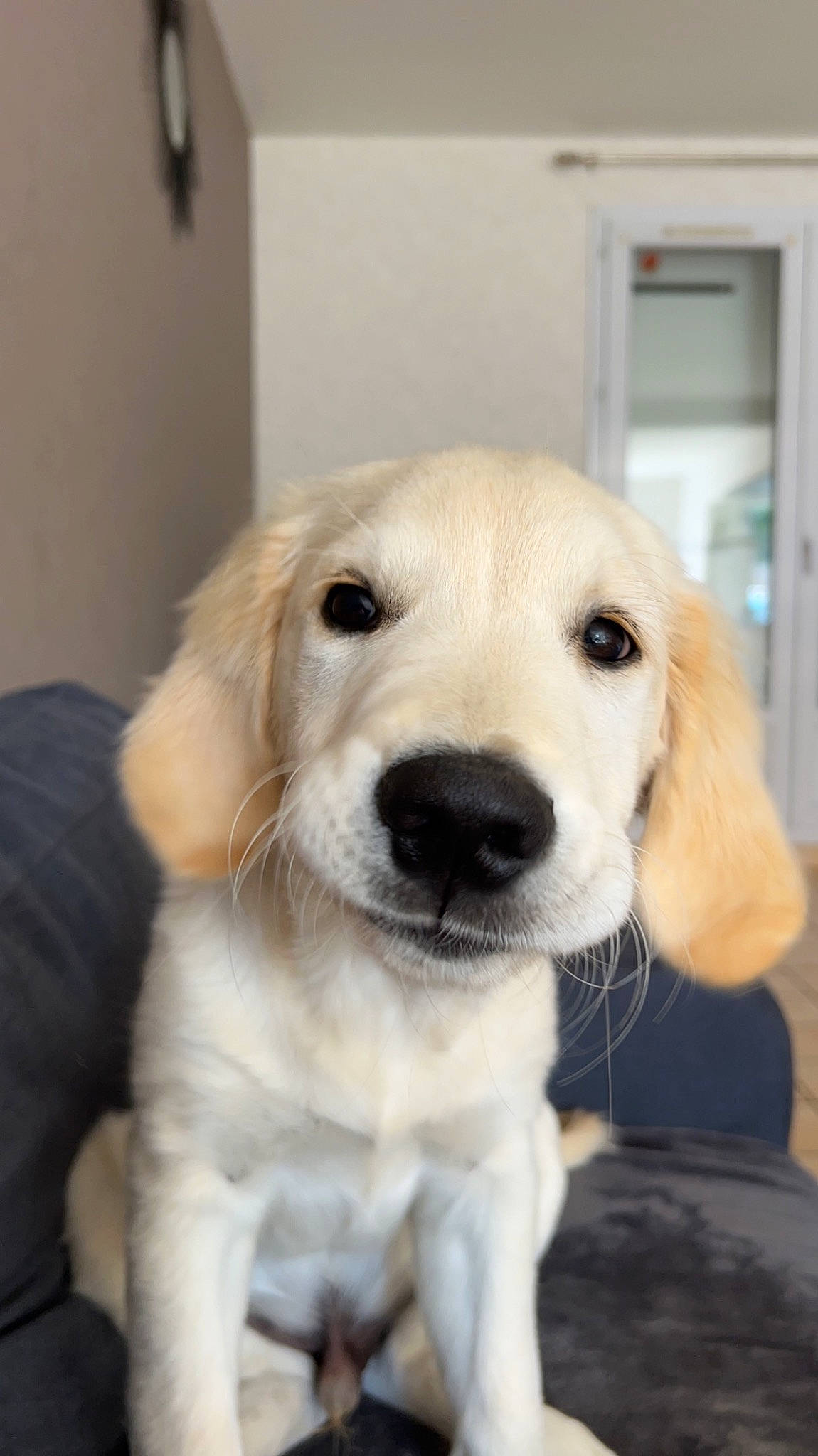 Rio a rejoint le concours — aidez-le/la à gagner de superbes lots ! canidae, carnivore, companion_dog, dog, dog_breed, fawn, fur, mammal, snout, sporting_group, whiskers