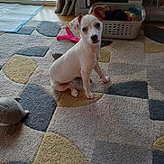 Jessie is registered to the contest to win money with this photo: puppy, dog, indoor, carpet, toy, pet, basket, curious, white, floor, window, curtain, playtime, small, animal, young, domestic, cute, sitting, home