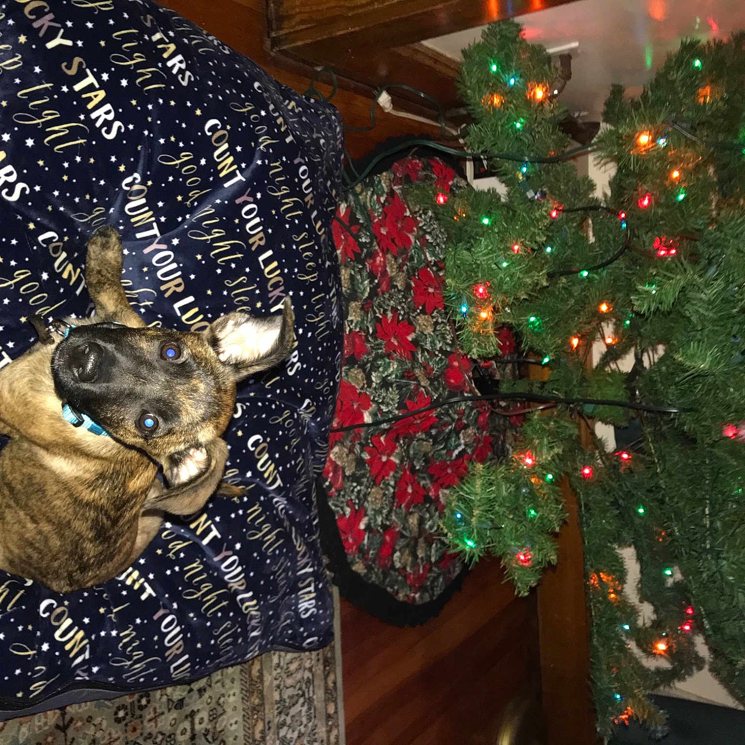 Stella is registered to the contest to win money with this photo: christmas, christmas_decoration, christmas_eve, christmas_lights, christmas_ornament, christmas_tree, conifer, costume_accessory, deer, event, evergreen, fur, holiday, holiday_ornament, horn, interior_design, natural_material, ornament, pine_family