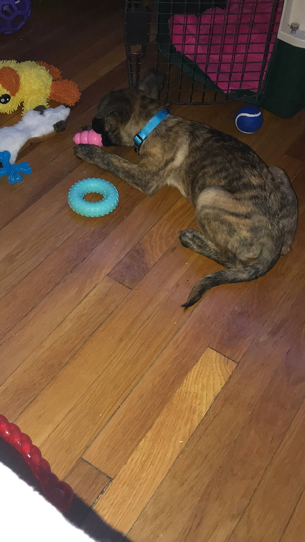 Stella joined the competition — help win amazing prizes! canidae, carnivore, collar, dog, dog_breed, dog_supply, floor, flooring, fur, hardwood, laminate_flooring, plank, plywood, stuffed_toy, toy, varnish, vertebrate, wood, wood_flooring, wood_stain