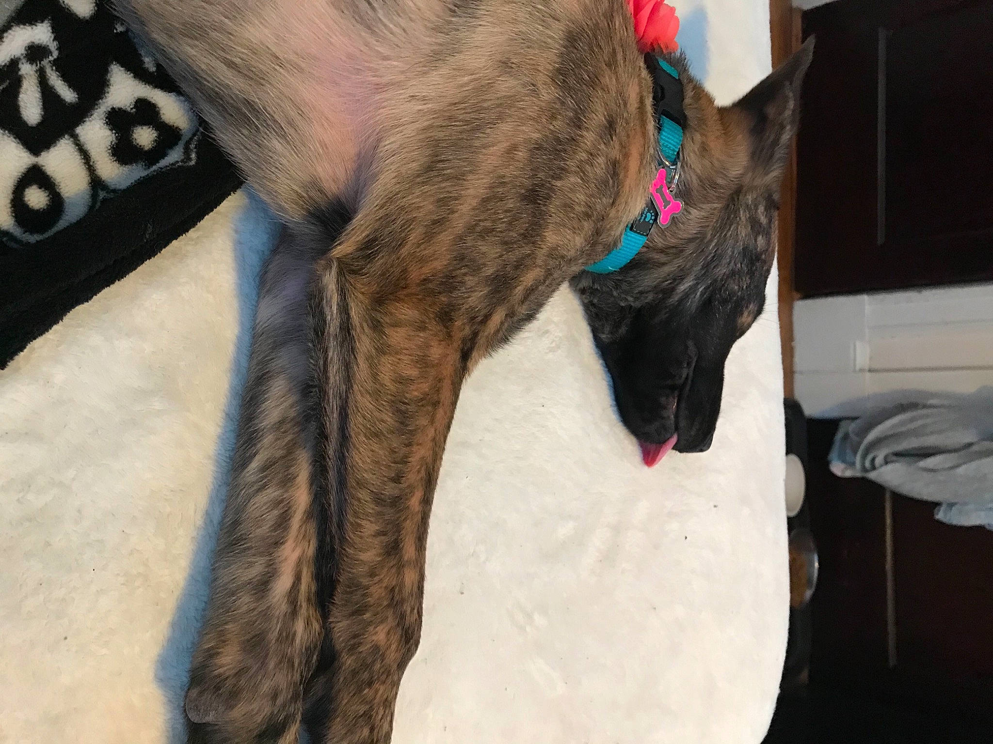 Stella is registered to the contest to win money with this photo: carnivore, collar, companion_dog, dog, dog_breed, dog_collar, dog_supply, ear, fawn, fur, human_leg, liver, pet_supply, rampur_greyhound, sighthound, snout, sporting_group, tail, whiskers, working_animal