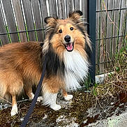 Twix participe au concours pour gagner de l'argent avec cette photo : dog, shetland_sheepdog, pet, canine, fluffy, leash, smiling, outdoor, fence, grass, moss, concrete, happy, animal, nature, portrait, standing, ears_up, brown, white