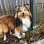dog, shetland_sheepdog, pet, canine, fluffy, leash, smiling, outdoor, fence, grass, moss, concrete, happy, animal, nature, portrait, standing, ears_up, brown, white