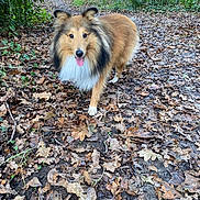 Twix a rejoint le concours — aidez-le/la à gagner de superbes lots ! animal, branch, canine, cute, daylight, dog, forest, fur, ground, happy, leaves, mammal, nature, outdoor, path, pet, shetland_sheepdog, tongue_out, tree, walking