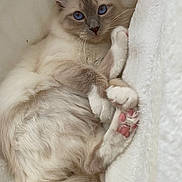 Temeio a rejoint le concours — aidez-le/la à gagner de superbes lots ! abyssinian, angora, animal, bed, blanket, cat, couch, furniture, kitten, manx, person, pet, quilt, siamese, sleeping, towel, white