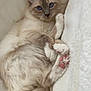 abyssinian, angora, animal, bed, blanket, cat, couch, furniture, kitten, manx, person, pet, quilt, siamese, sleeping, towel, white