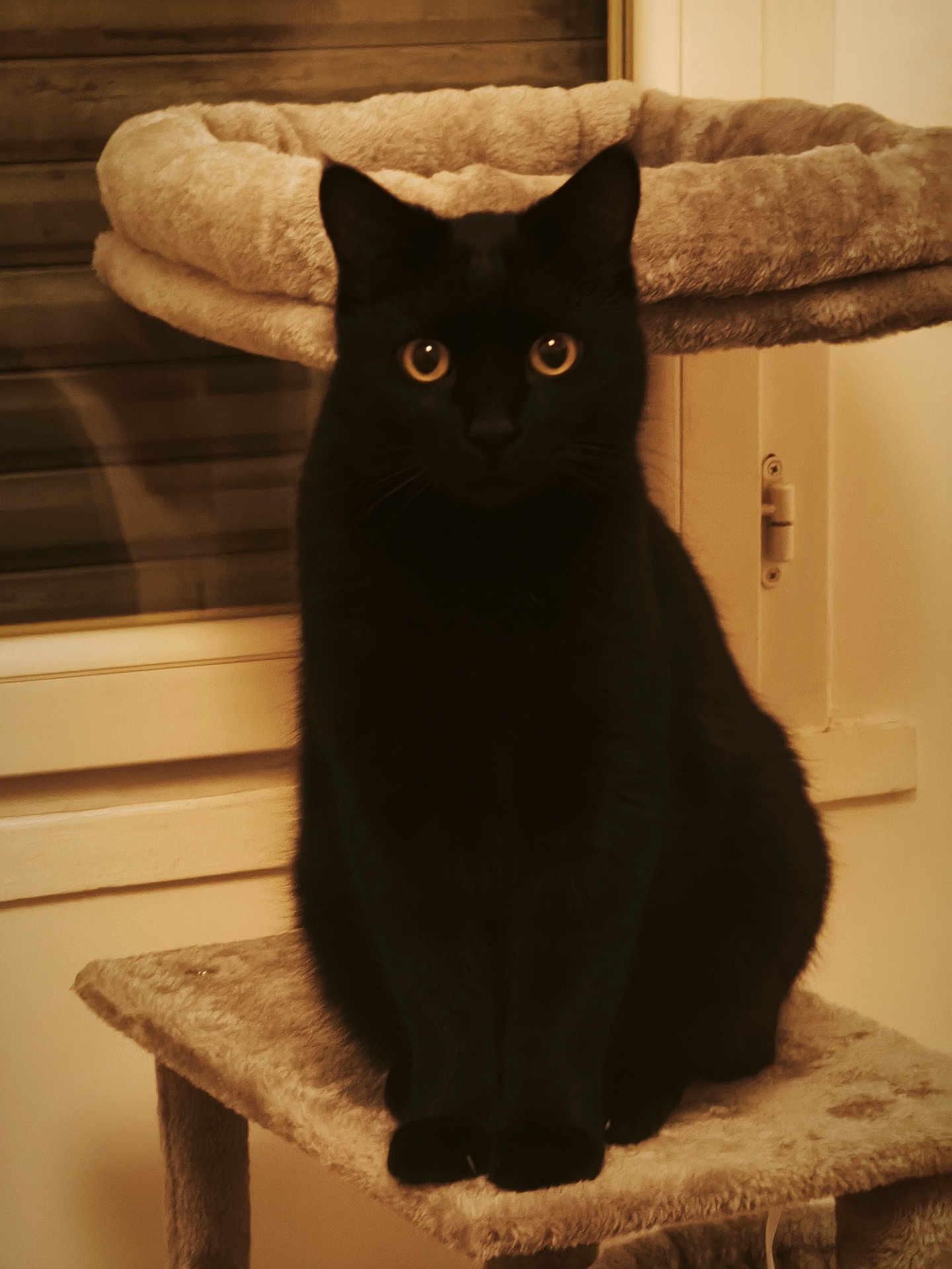 Sirius a rejoint le concours — aidez-le/la à gagner de superbes lots ! black_cat, cat, pet, indoor, cat_tree, feline, animal, sitting, amber_eyes, plush, furniture, cozy, warm_lighting, window, home, domestic_cat, cute, quiet, portrait, resting