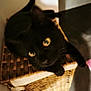 animal, basket, black_cat, blurred, cat, close_up, curious, cute, domestic_cat, feline, fur, indoor, looking_up, pet, resting, shadow, soft_light, whiskers, wicker_basket, yellow_eyes