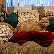Sandy is registered to the contest to win money with this photo: animal, architecture, armchair, blanket, building, cat, chair, couch, crib, cushion, furniture, homedecor, indoors, infantbed, kitten, linen, livingroom, pet, pillow, room