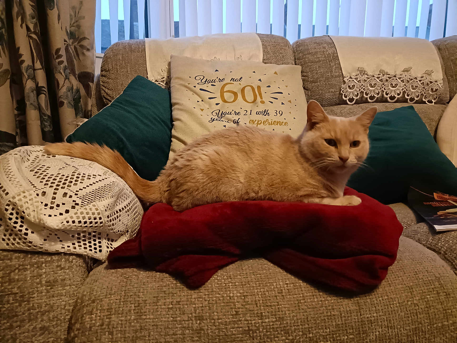 Sandy is registered to the contest to win money with this photo: animal, architecture, armchair, blanket, building, cat, chair, couch, crib, cushion, furniture, homedecor, indoors, infantbed, kitten, linen, livingroom, pet, pillow, room