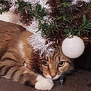 Noisette a rejoint le concours — aidez-le/la à gagner de superbes lots ! cat, cat_like_mammal, fur, small_to_medium_sized_cats, tree, whiskers