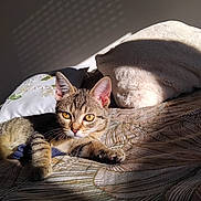 Aby a rejoint le concours — aidez-le/la à gagner de superbes lots ! animal, bed, blanket, cat, cozy, cute, domestic_animal, ears, feline, fur, indoor, patterned_bedspread, pet, pillow, relaxed, resting, sunlight, tabby_cat, whiskers, yellow_eyes