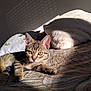animal, bed, blanket, cat, cozy, cute, domestic_animal, ears, feline, fur, indoor, patterned_bedspread, pet, pillow, relaxed, resting, sunlight, tabby_cat, whiskers, yellow_eyes