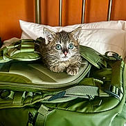 Stuart joined the competition — help win amazing prizes! animal, backpack, bed, blue_eyes, cat, curious, face, fur, furry, green, indoor, kitten, pet, pillow, resting, stripes, tabby, whiskers, young, zipper