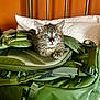 animal, backpack, bed, blue_eyes, cat, curious, face, fur, furry, green, indoor, kitten, pet, pillow, resting, stripes, tabby, whiskers, young, zipper