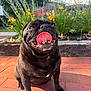 Bertha is registered to the contest to win money with this photo: dog, pug, black_dog, tongue_out, pet, animal, outdoor, flower_bed, yellow_flowers, greenery, brick_pavement, sunlight, happy, cute, small_dog, sitting, close_up, nature, daytime, playful