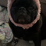 Bertha is registered to the contest to win money with this photo: dog, black_dog, bunny_ears, hat, costume, socks, couch, blanket, indoor, pet, animal, cute, portrait, close_up, furry, cozy, soft, face, ears, expression