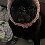 dog, black_dog, bunny_ears, hat, costume, socks, couch, blanket, indoor, pet, animal, cute, portrait, close_up, furry, cozy, soft, face, ears, expression