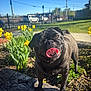 Bertha joined the competition — help win amazing prizes! dog, pug, black_dog, tongue_out, outdoor, garden, flowers, daffodils, wooden_log, sunlight, daytime, greenery, pet, animal, playful, happy, nature, fence, blue_sky, suburban