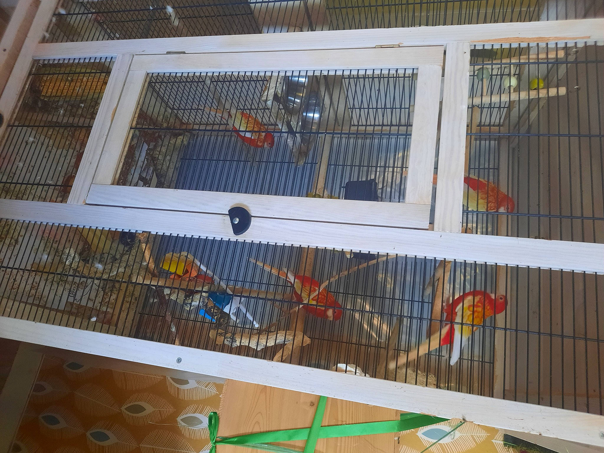 Kiki Mimi Cookie Et Brownie participe au concours pour gagner de l'argent avec cette photo : animal_shelter, beak, bird, bird_supply, cage, composite_material, fence, galliformes, gas, glass, mesh, metal, perching_bird, pet_supply, phasianidae, poultry, room, steel, wire, wood