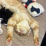 cat, ginger_cat, sleeping, lying_down, upside_down, paws, pink_paw_pads, whiskers, closed_eyes, fur, pet, bed, quilt, bedroom, plush_toy, stuffed_animal, relaxed, indoors, cozy, cute