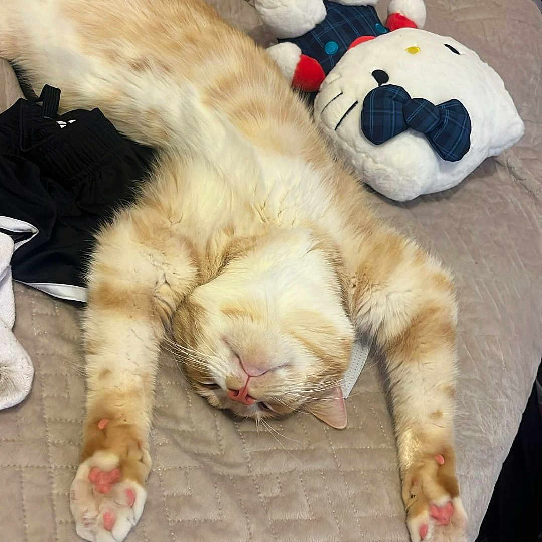 Milo a rejoint le concours — aidez-le/la à gagner de superbes lots ! cat, ginger_cat, sleeping, lying_down, upside_down, paws, pink_paw_pads, whiskers, closed_eyes, fur, pet, bed, quilt, bedroom, plush_toy, stuffed_animal, relaxed, indoors, cozy, cute