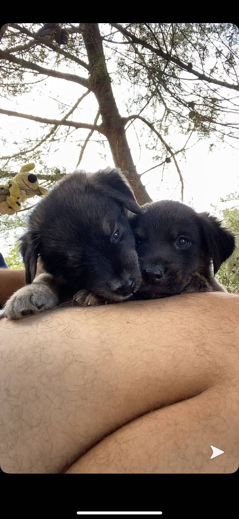 Blue a rejoint le concours — aidez-le/la à gagner de superbes lots ! canidae, carnivore, dog, dog_breed, fawn, labrador_retriever, puppy, snout, sporting_group